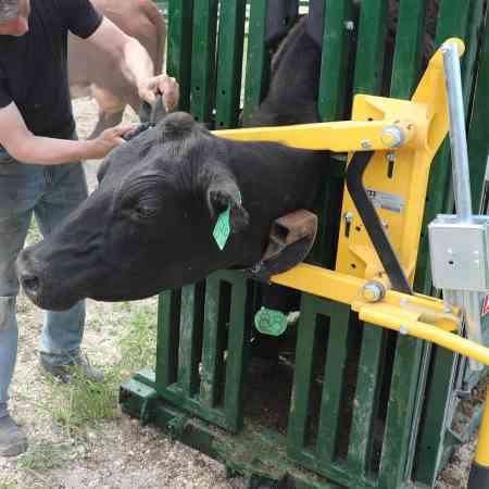 Cattle Head Catch Market