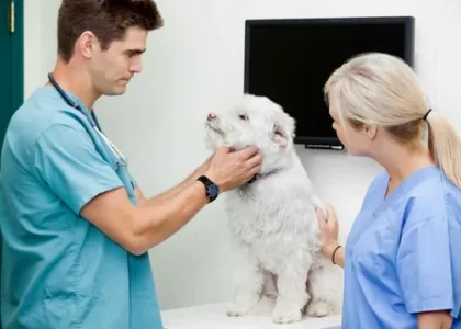 Companion Animal Specialty Drugs Market