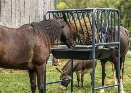 Horse Grain Feeders Market