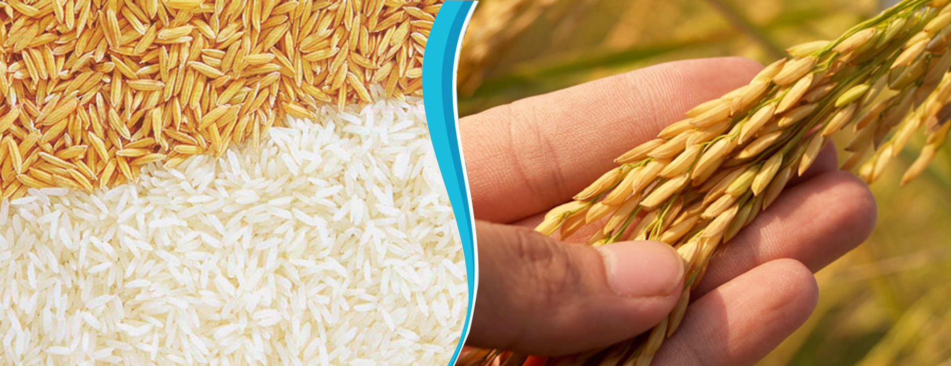 Hybrid Rice Seeds Market Anticipated To Reach US$ 10.8 Billion By 2033 ...