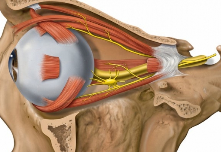 Optic Atrophy Management Market