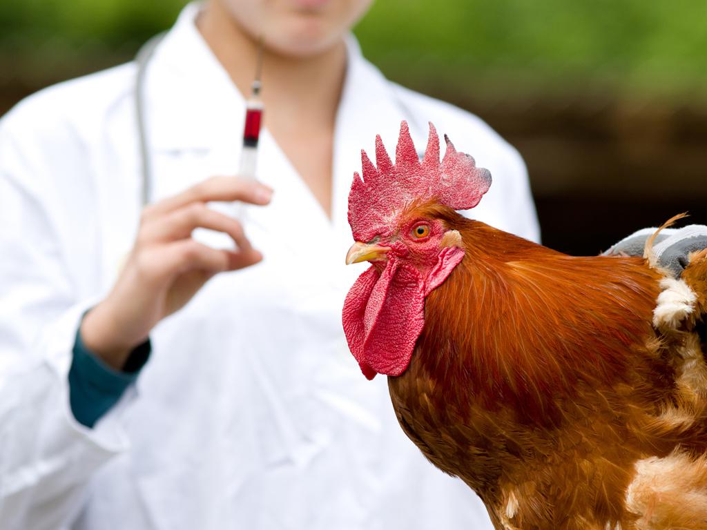 Poultry Diagnostic Testing Industry