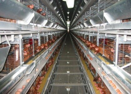 Poultry Keeping Machinery Market