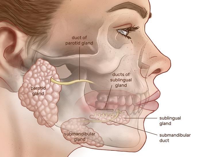 Salivary Gland Infection Treatment Industry