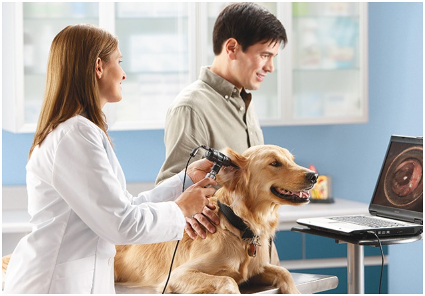 Veterinary Laser Market