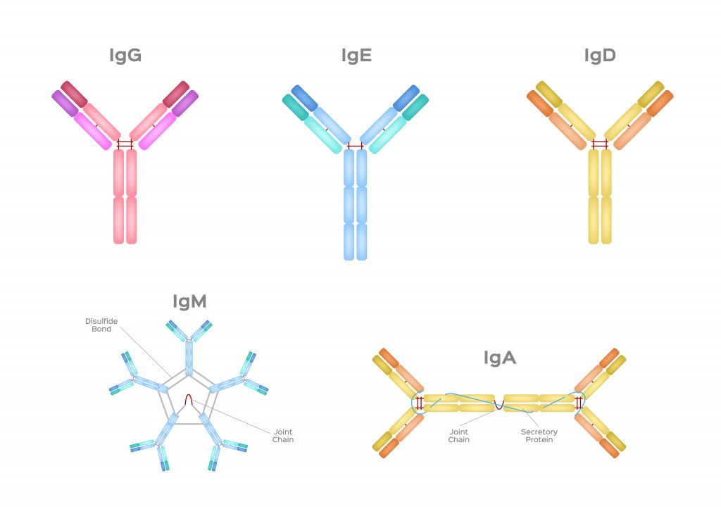 Antiviral Immunoglobulin Market