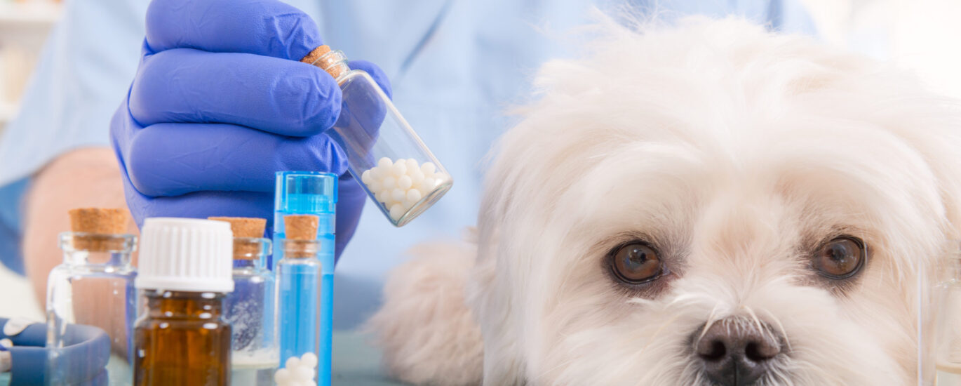 Companion Animal Drugs Industry