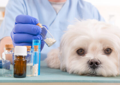 Companion Animal Drugs Industry