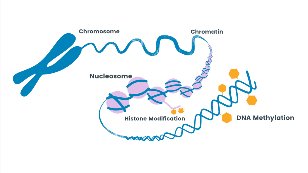 DNA Methylation Industry