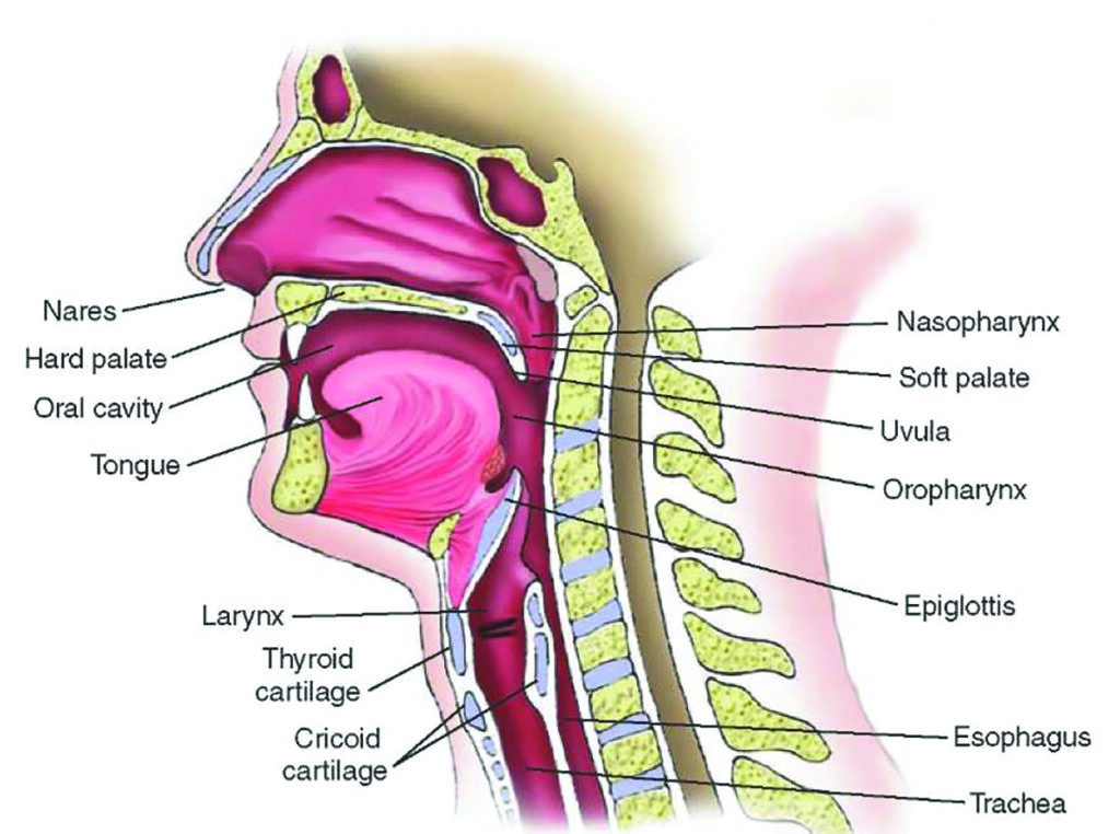 Epiglottitis Treatment Market