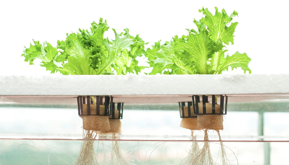 Hydroponics Market