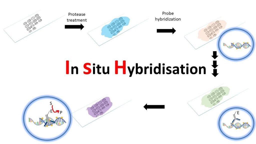 In Situ Hybridization Industry