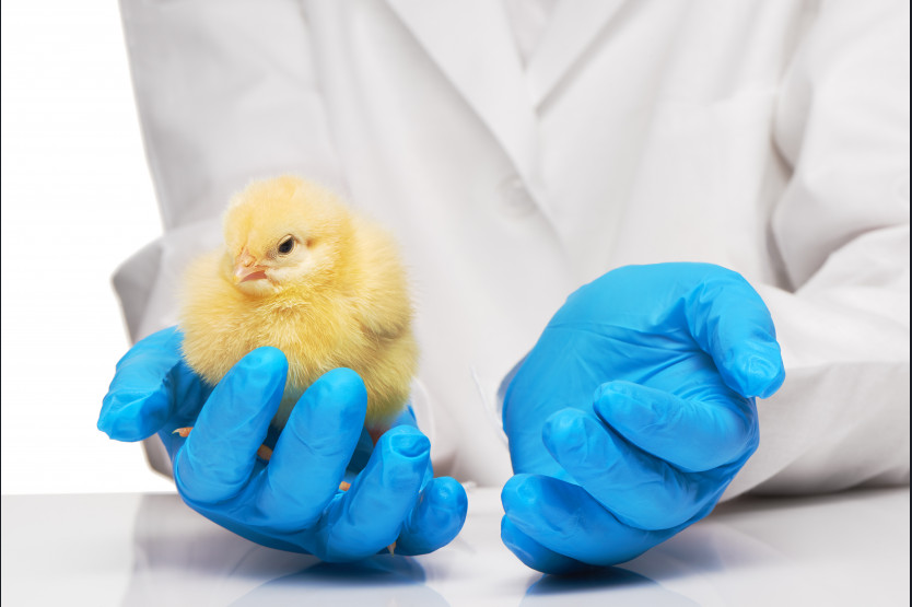 Poultry Diagnostics Market