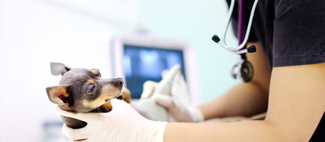 Veterinary Molecular Diagnostics Market