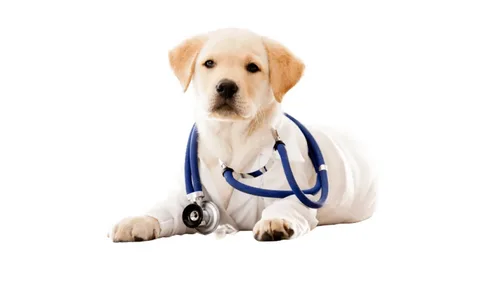 Veterinary Point of Care Market