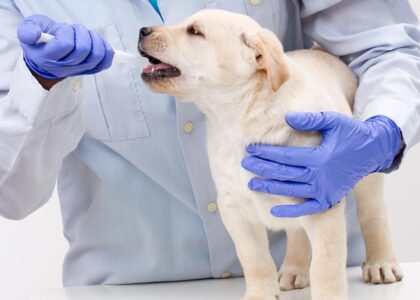 Veterinary Services Market