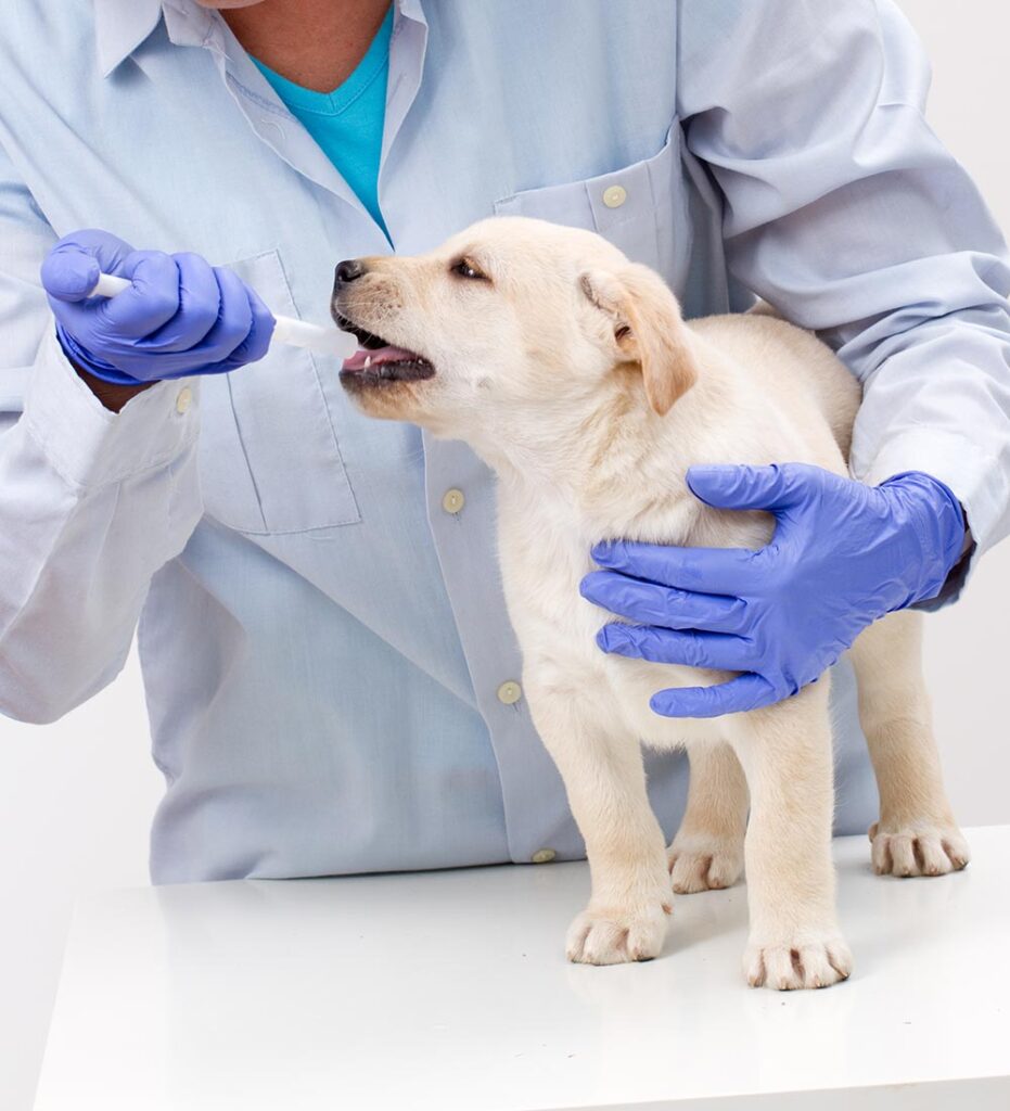 Veterinary Services Market