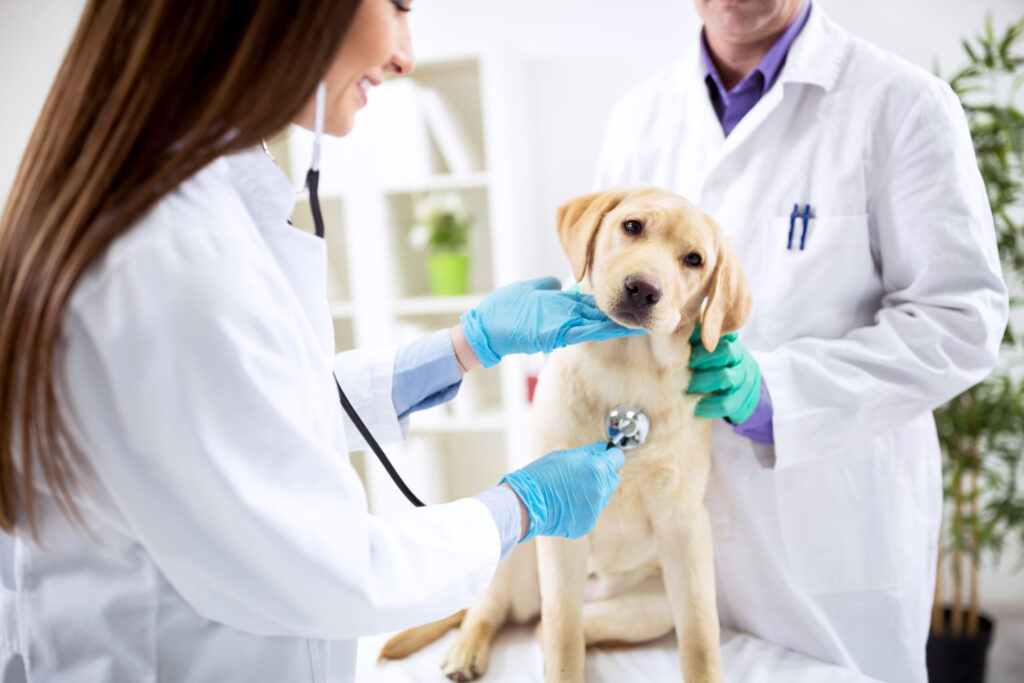 Animal Wound Care Industry