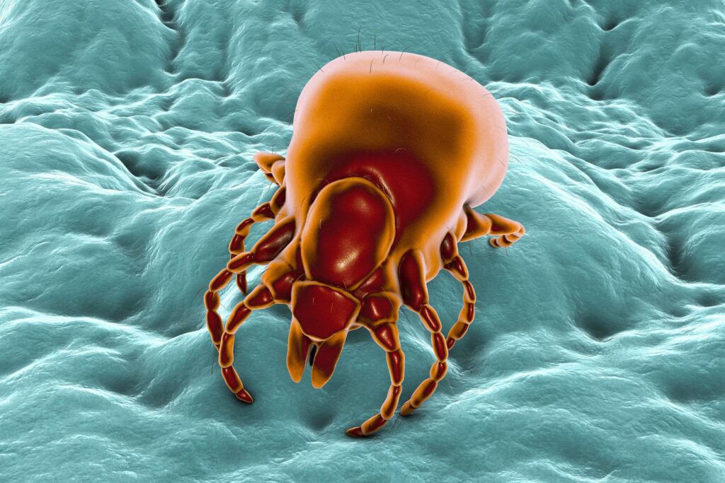 Arthropod-Borne Infections Testing Market