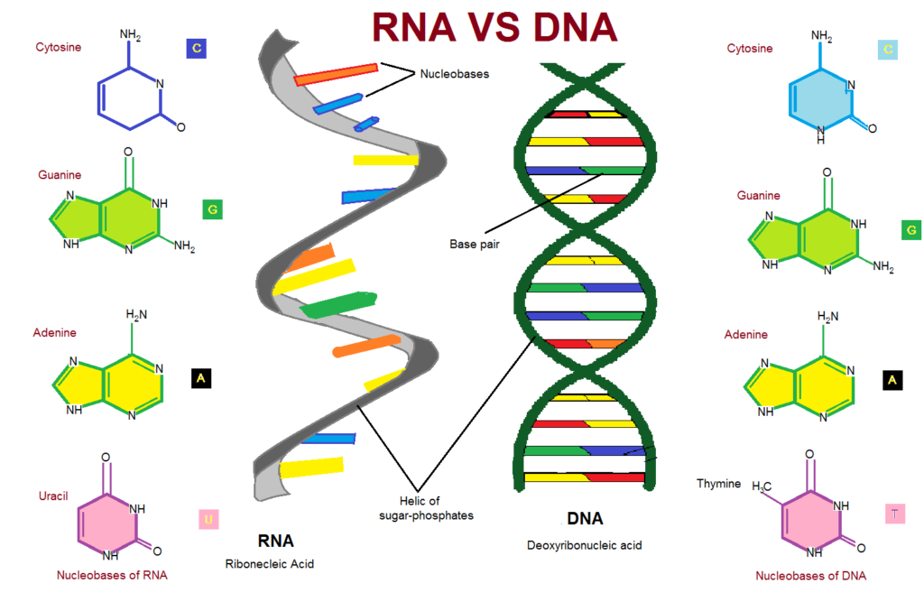 DNA RNA Extraction Industry