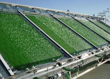 Demand for Microalgae in Fertilizers Sector