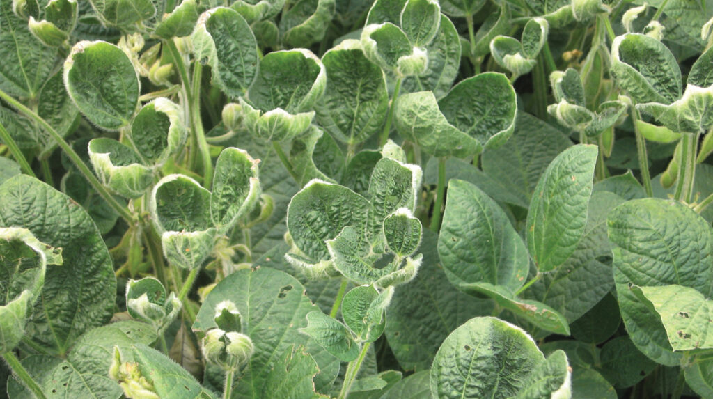 Dicamba Market