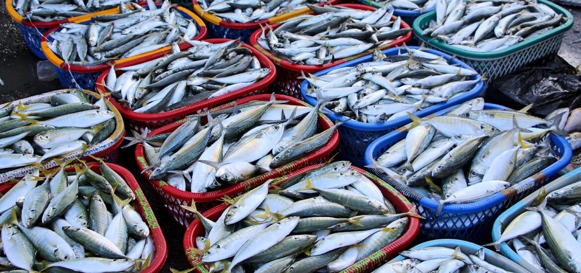 Fish Silage Market