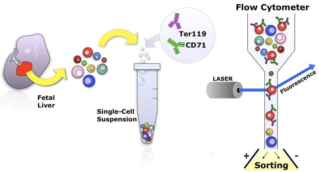 Flow Cytometry Industry