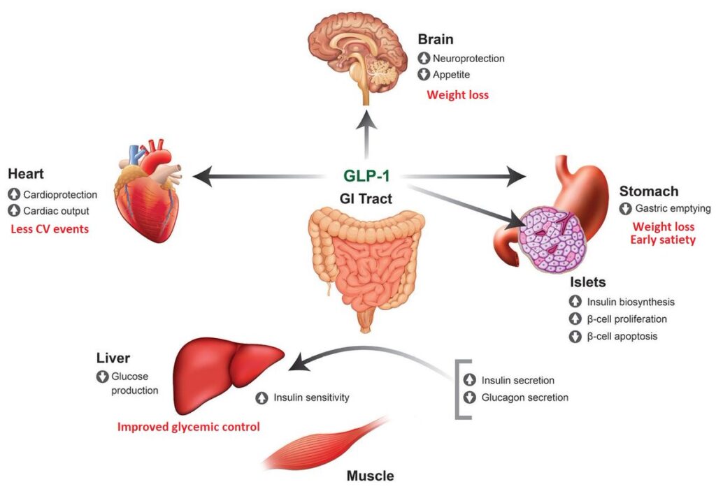 GLP-1 Receptor Agonist Industry