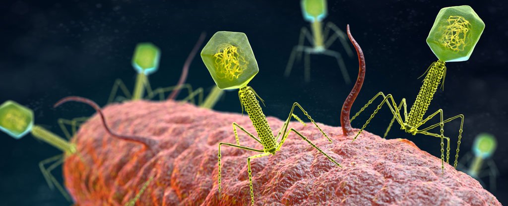 Global Bacteriophage Industry