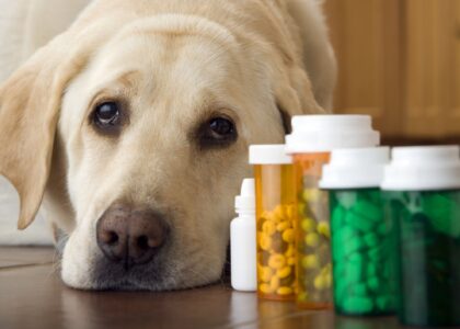 Global Companion Animal Drugs Industry