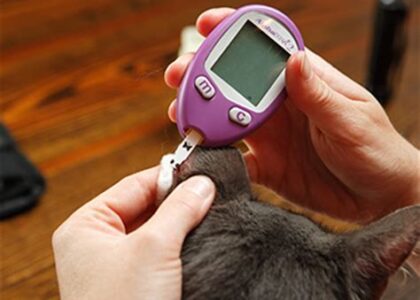 Global Veterinary Glucometers Industry