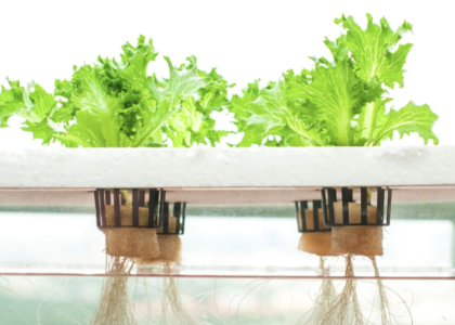 Hydroponics Market