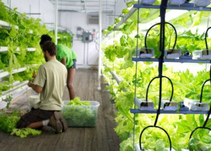 Hydroponics Market