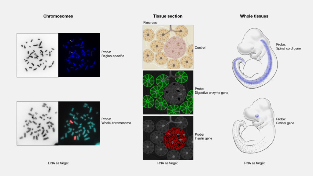 In Situ Hybridization Industry