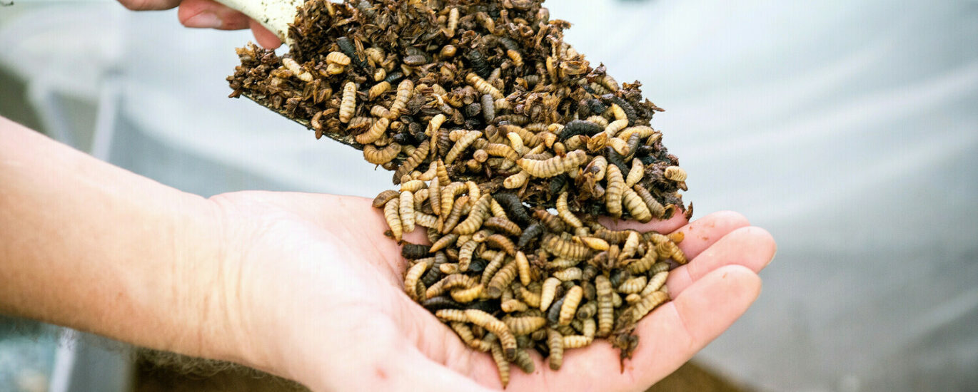 Insect-Based Pet Food Market