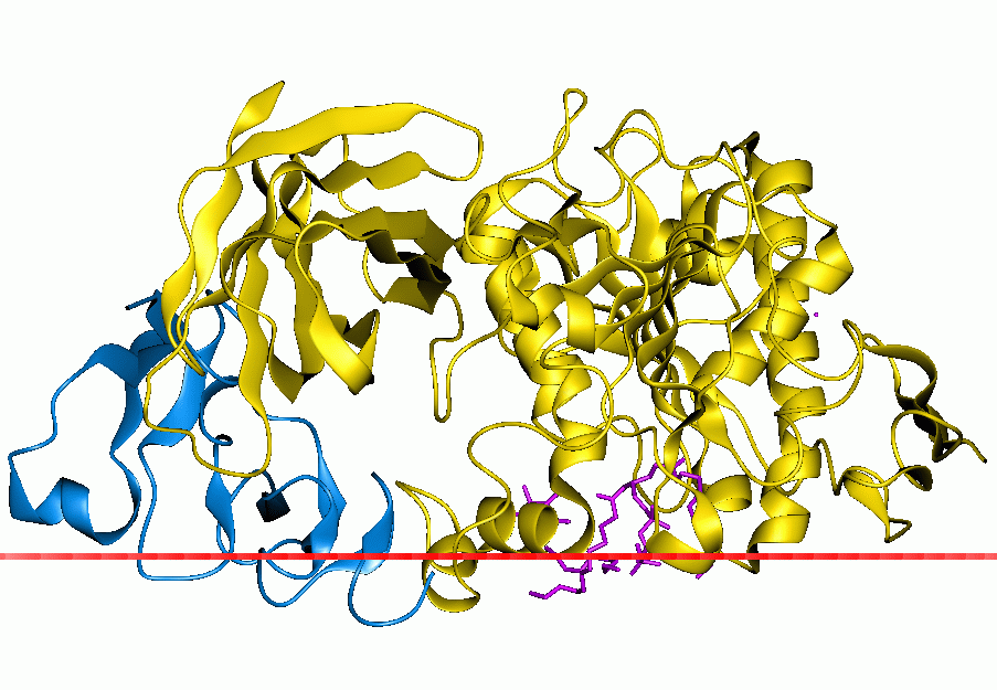 Lipase Market