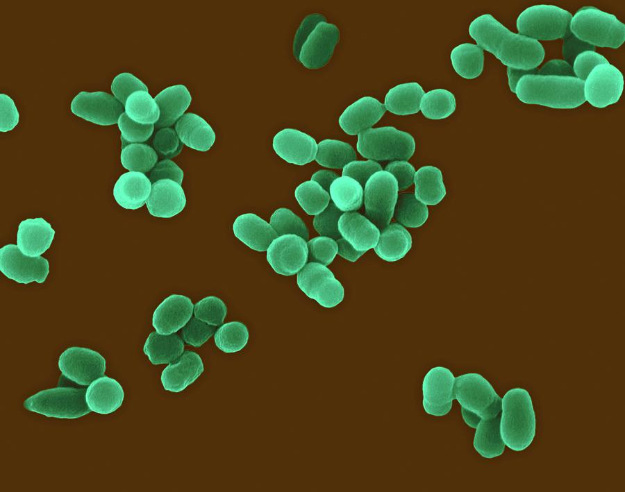 Loop-mediated Isothermal Amplification (LAMP) Market