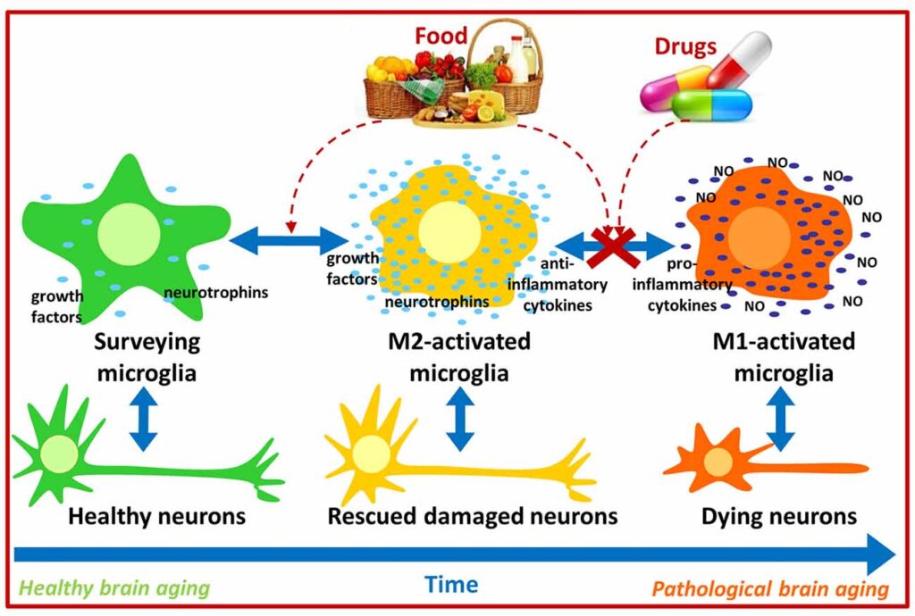 Neurotrophins Market