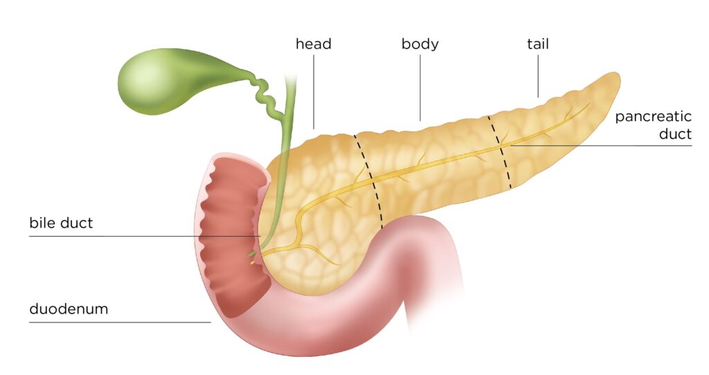 Pancreatic Elastase Testing Industry