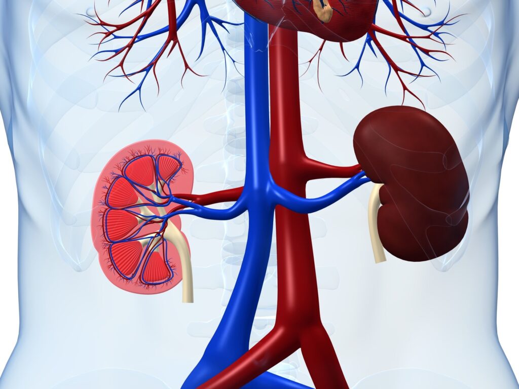 Renal Function Test Market