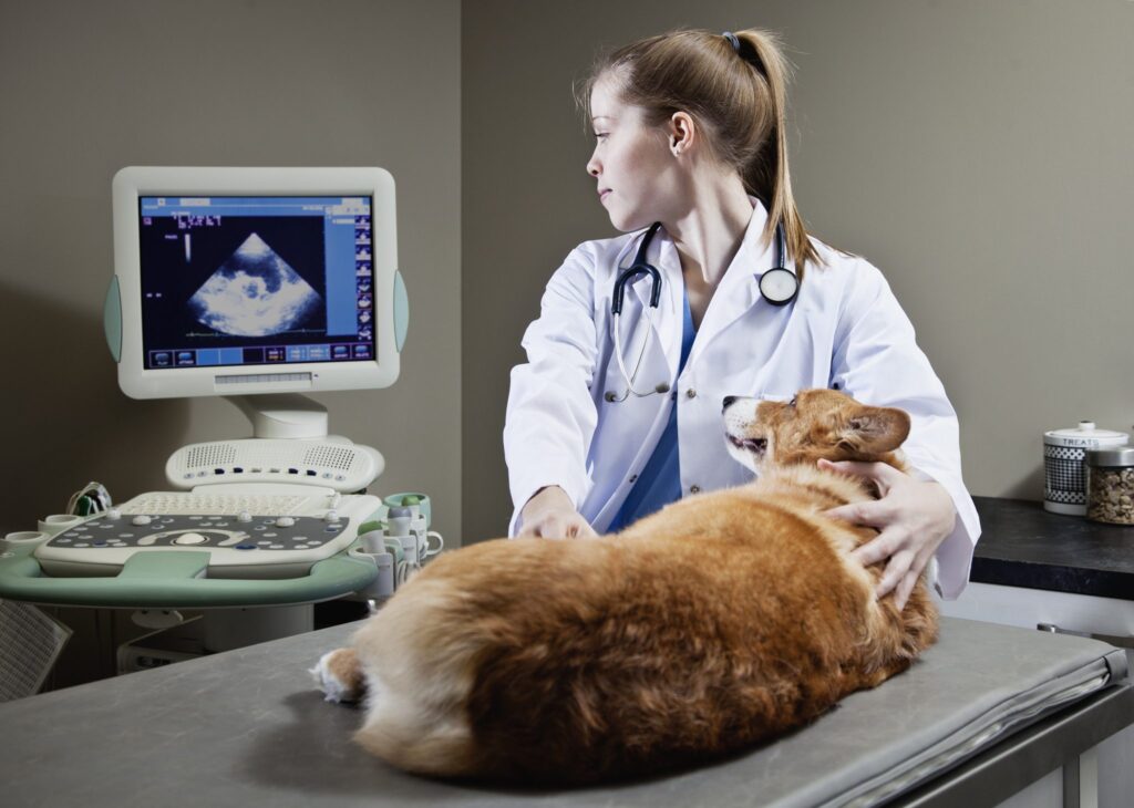 Veterinary Imaging Industry