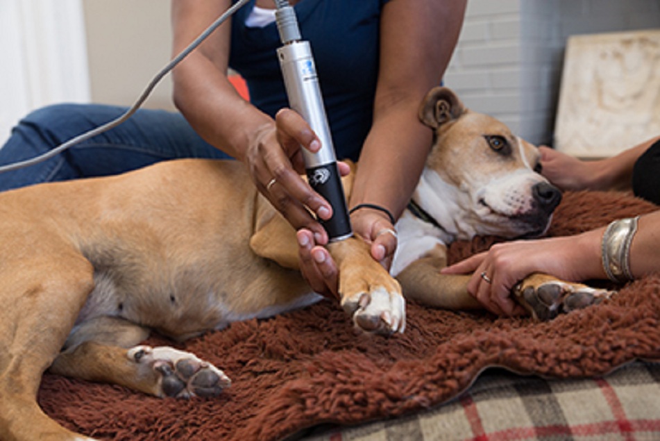 Veterinary Laser Industry