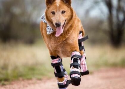 Global Veterinary Orthotics-Prosthetics Industry