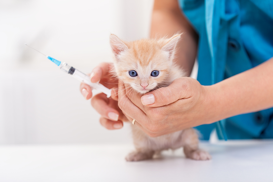 Veterinary Vaccines Market