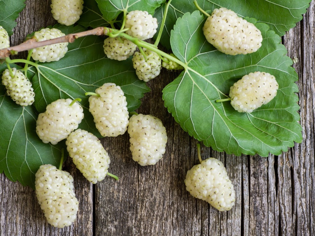 White Mulberry Leaves Extract Market