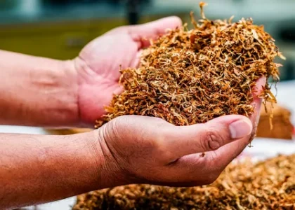 Tobacco Market