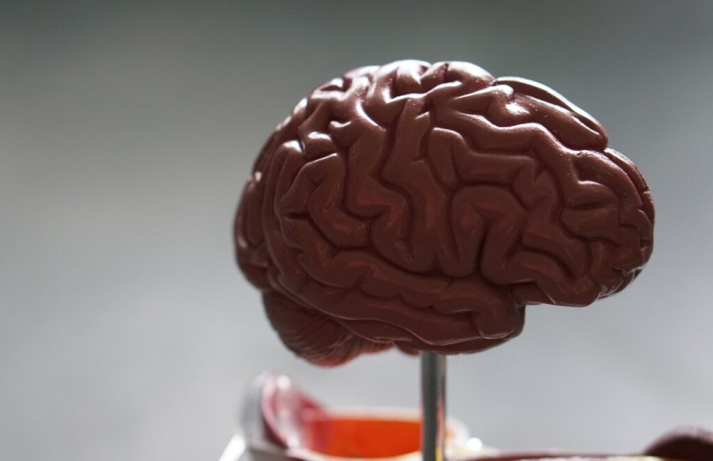 3D Printed Brain Models Market