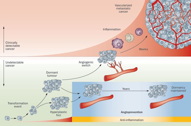 Angiogenesis Assays Market