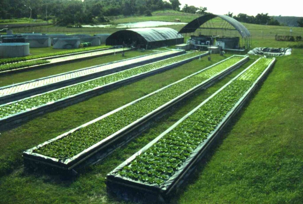  aquaponics market